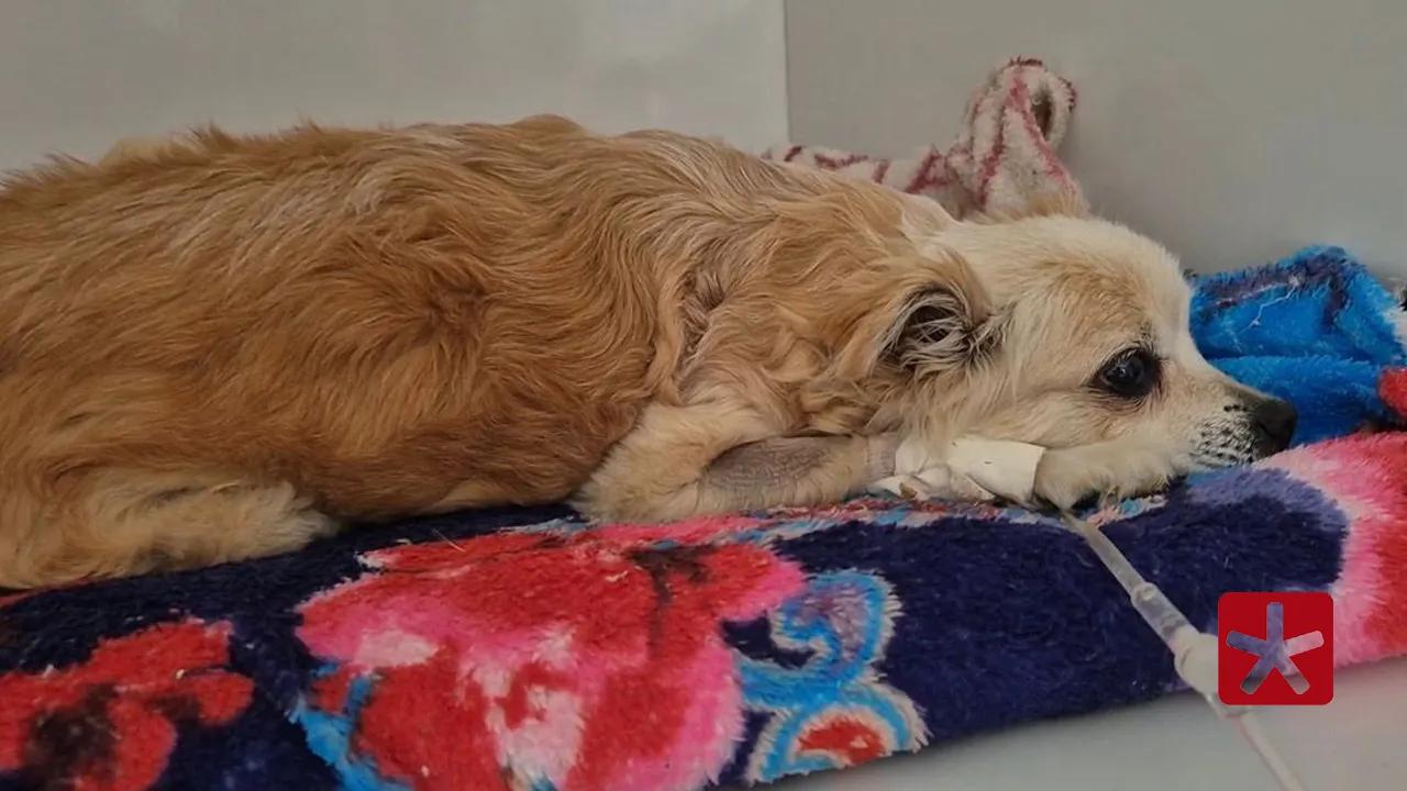 Pérola, de 10 anos, é mais que um pet: é companhia, carinho e apoio nos momentos difíceis