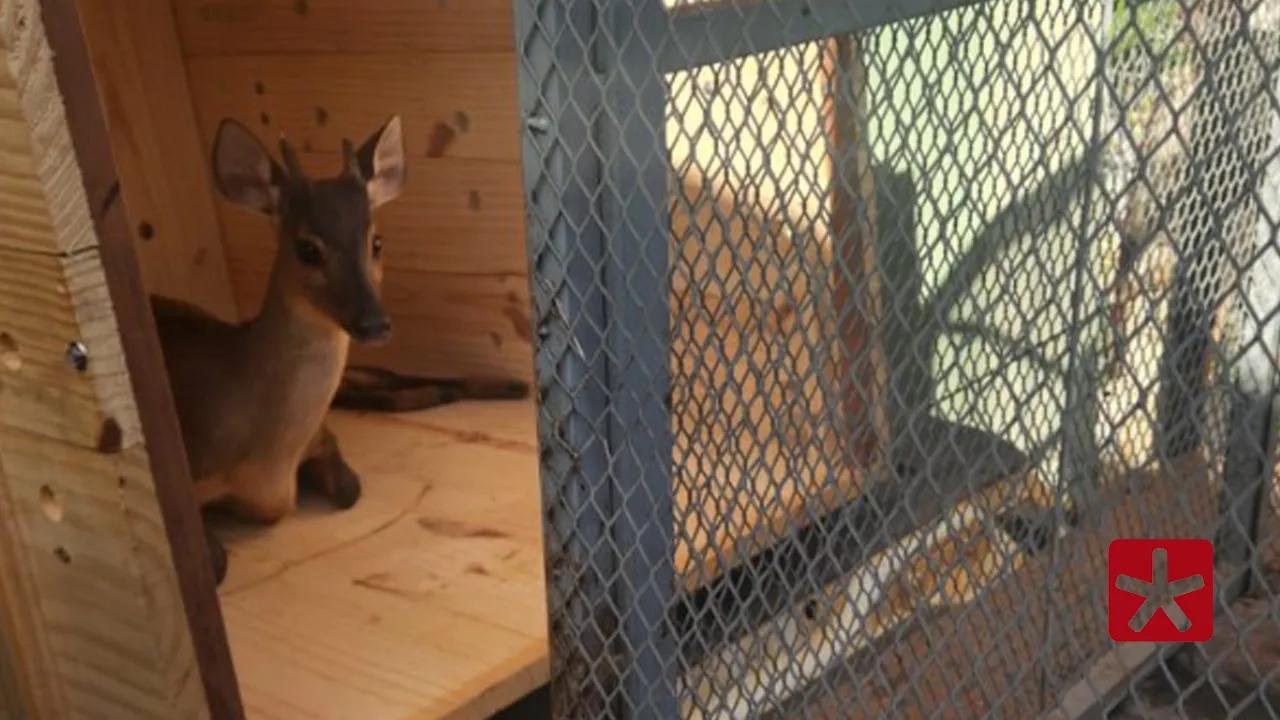 Veado ferido é resgatado em fazenda na zona rural