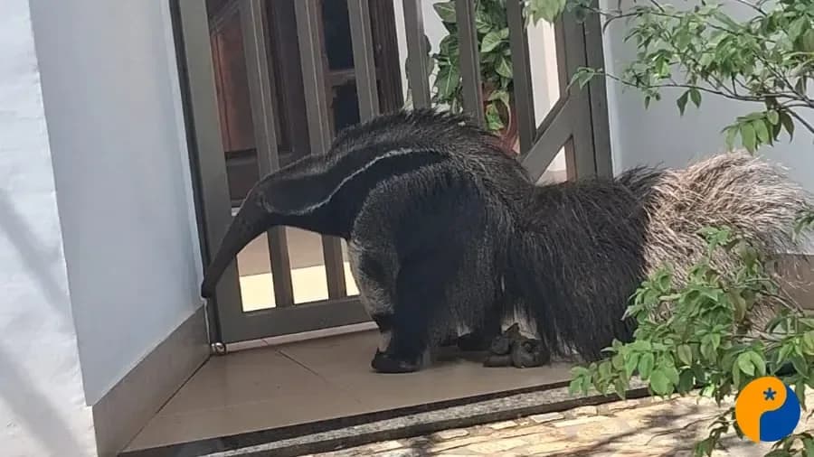 Tamanduá-bandeira é resgatado após aparecer em rua de bairro de Patos de Minas
