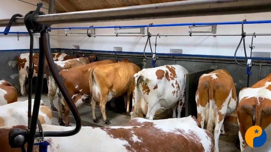 Tecnologia pesa o gado sem tirar os animais do pasto e ajuda produtor a tomar decisões 