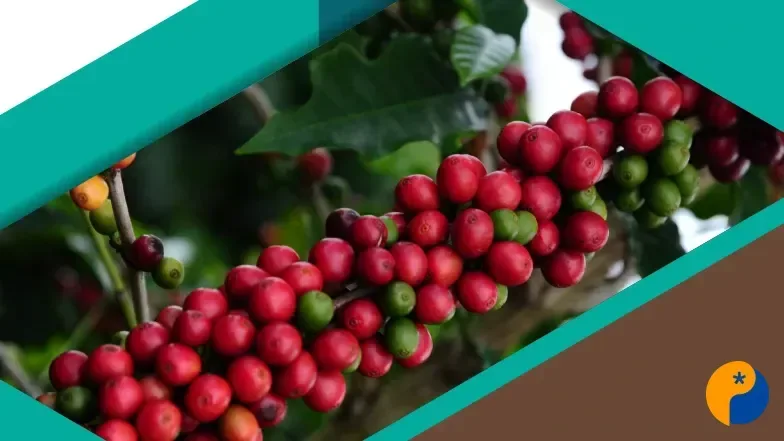Concurso de Qualidade dos Cafés de Minas Gerais bate recorde com quase 2 mil amostras
